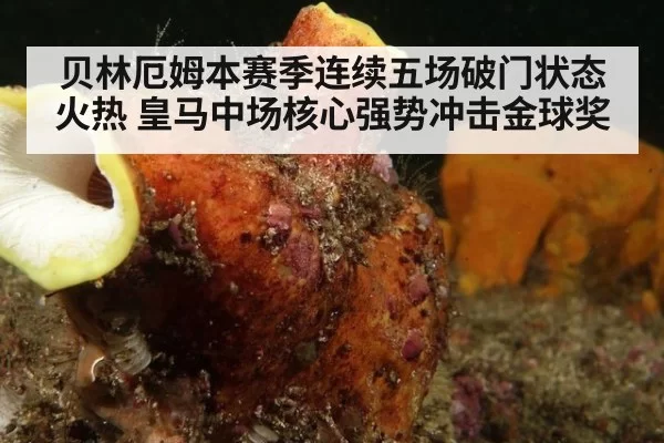 贝林厄姆本赛季连续五场破门状态火热 皇马中场核心强势冲击金球奖